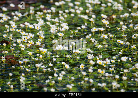 Pond Water-crowfoot, Pond Water crowfoot (Ranunculus peltatus, Ranunculus aquatilis ssp. peltatus), blooming, Germany Stock Photo