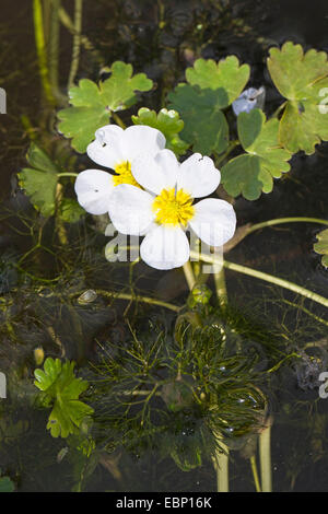 Pond Water-crowfoot, Pond Water crowfoot (Ranunculus peltatus, Ranunculus aquatilis ssp. peltatus), blooming, Germany Stock Photo