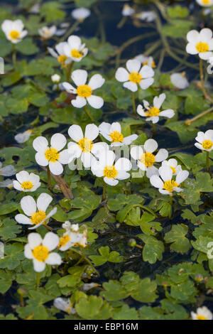 Pond Water-crowfoot, Pond Water crowfoot (Ranunculus peltatus, Ranunculus aquatilis ssp. peltatus), blooming, Germany Stock Photo