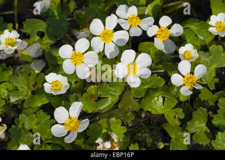 Pond Water-crowfoot, Pond Water crowfoot (Ranunculus peltatus, Ranunculus aquatilis ssp. peltatus), blooming, Germany Stock Photo