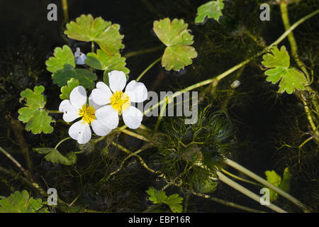 Pond Water-crowfoot, Pond Water crowfoot (Ranunculus peltatus, Ranunculus aquatilis ssp. peltatus), blooming, Germany Stock Photo