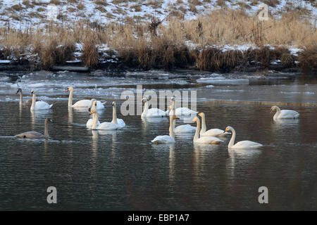 whooper swan (Cygnus cygnus), whooper swans and mute swans on a partly frozen lake, Germany, Brandenburg Stock Photo