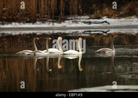 whooper swan (Cygnus cygnus), swimming group of adult and juvenile whooper swans, Germany, Brandenburg Stock Photo