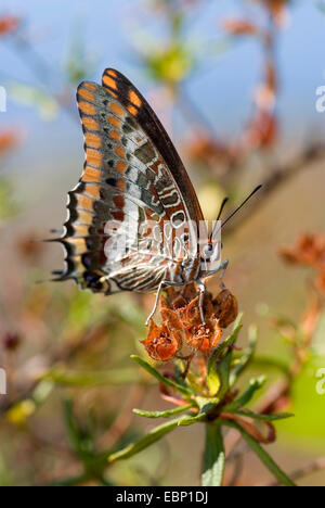 two-tailed pasha (Charaxes jasius), sitting on blossoms, France, Corsica Stock Photo
