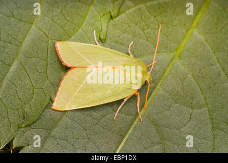 Scarce Silver-lines (Bena bicolorana), sitting on a leaf, Germany Stock Photo