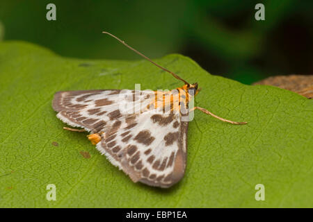 Small magpie (Eurrhypara hortulata, Eurrhypara urticata, Eurrhypara urticalis), on a leaf, Germany Stock Photo