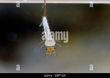 house mosquito, northern common house mosquito, common gnat, house gnat (Culex pipiens), larva in water, Germany Stock Photo