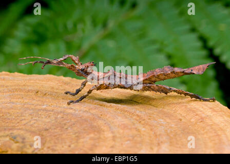 Jungle Nymph (Heteropteryx  dilatata), on wood Stock Photo