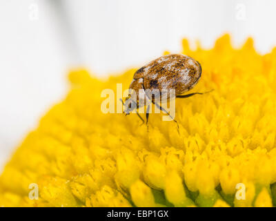 varied carpet beetle (Anthrenus verbasci), on the tubular flowers of a daisy, Germany Stock Photo