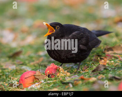 blackbird (Turdus merula), male eats a ripe apple on the ground, Germany Stock Photo