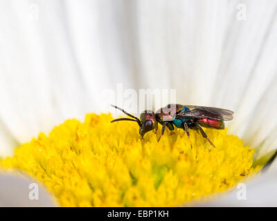 Cuckoo wasp (Hedychridium ardens), Hedychridium ardens male on ox-eye daisy , Germany Stock Photo