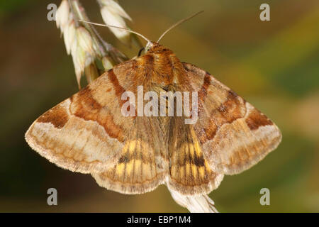 Burnet Companion (Ectypa glyphica, Euclidia glyphica), on a budding inflorescence, Germany Stock Photo
