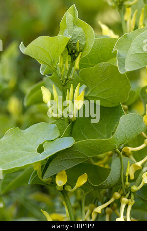 birthwort (Aristolochia clematitis), blooming plant Stock Photo