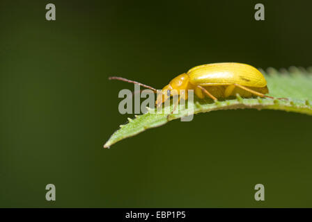 Sulphur beetle (Cteniopus flavus), on a leaf, Germany Stock Photo