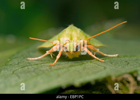 Scarce Silver-lines (Bena bicolorana), sitting on a leaf, Germany Stock Photo