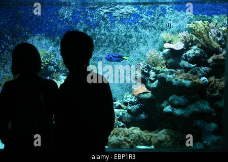 Visitors examine an aquarium with a blue surgeonfish (Paracanthurus hepatus) at Zoo Basel, Switzerland. Stock Photo