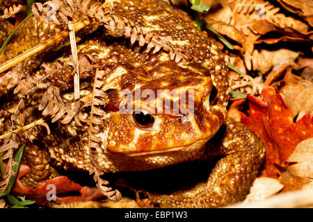 European common toad (Bufo bufo spinosus), toad under foliage, Portugal, Peneda-Geres National Park Stock Photo