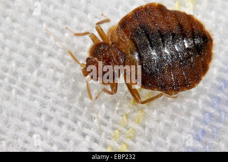 Bedbug, Common bedbug, Wall-louse (Cimex lectularius), in bed Stock Photo
