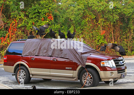 American black vulture (Coragyps atratus), troop sits on a car, USA, Florida, Everglades National Park Stock Photo