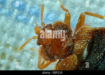 Bedbug, Common bedbug, Wall-louse (Cimex lectularius), in bed Stock ...