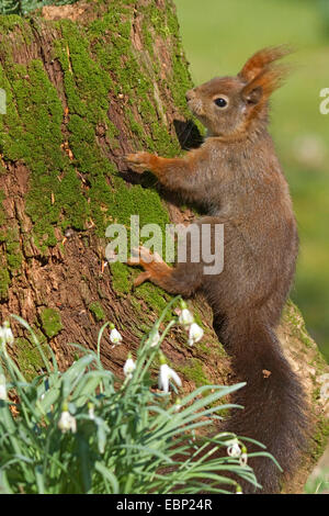 European red squirrel, Eurasian red squirrel (Sciurus vulgaris), climbing on a tree in spring, with Snowdrop in front, Germany, North Rhine-Westphalia Stock Photo