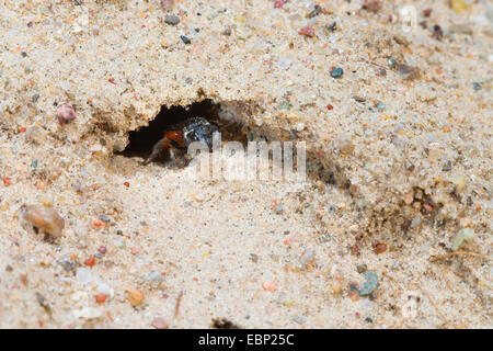 Sweat bee, Halictid Bee (Sphecodes albilabris, Sphecodes fuscipennis), in a burrow in the ground, Germany Stock Photo