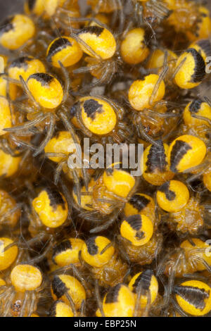 cross orbweaver, European garden spider, cross spider (Araneus diadematus), young spiders in a cocoon, Germany Stock Photo