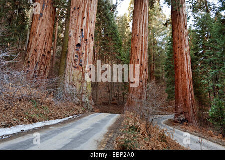 giant sequoia, giant redwood (Sequoiadendron giganteum), forest paths at the Sequoia National Park, USA, California, Sequoia National Park Stock Photo