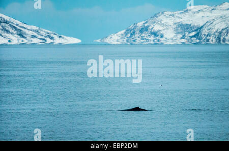 humpback whale (Megaptera novaeangliae), humpback whale in Kaldfjorden, Norway, Troms, Henrikvik Stock Photo