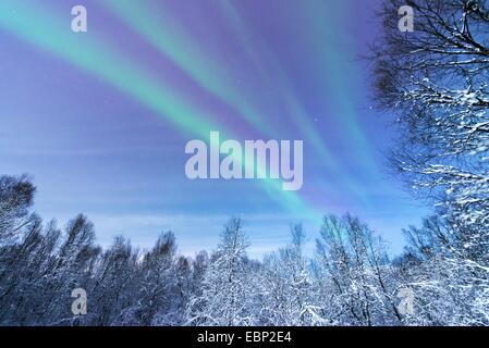 aurora above snowy forest scenery, Norway, Troms, Tromsoe Stock Photo