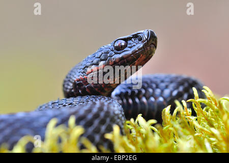 adder, common viper, common European viper (Vipera berus), black adder, portrait, Germany Stock Photo