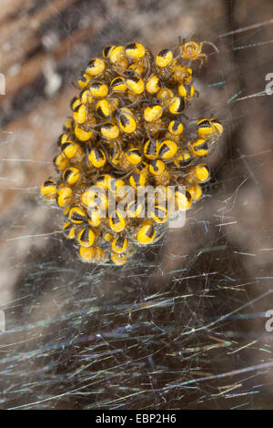 cross orbweaver, European garden spider, cross spider (Araneus diadematus), young spiders in a cocoon, Germany Stock Photo