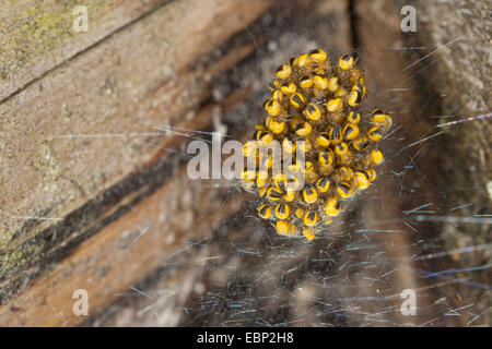 cross orbweaver, European garden spider, cross spider (Araneus diadematus), young spiders in a cocoon, Germany Stock Photo