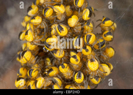 cross orbweaver, European garden spider, cross spider (Araneus diadematus), young spiders in a cocoon, Germany Stock Photo