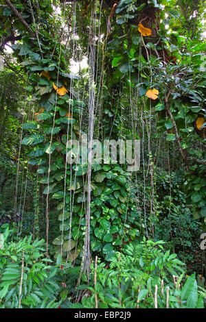 thicket with creeping plants and aerial roots, Seychelles, La Digue Stock Photo