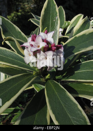 Winter daphne, Fragrant  Daphne (Daphne odora 'Marianni', Daphne odora Marianni), cultivar Marianni, blooming Stock Photo
