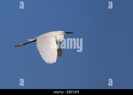 snowy egret (Egretta thula), flying, USA, Florida, Sanibel Island Stock Photo
