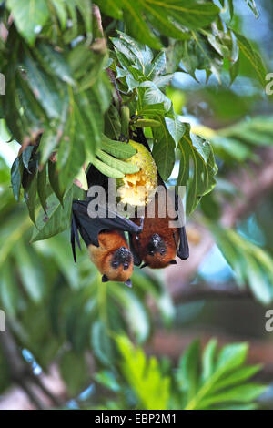 seychelles flying fox, seychelles fruit bat (Pteropus seychellensis), two flying foxes hanging head first in a tree, eating together at a breadfruit, Seychelles, Mahe Stock Photo