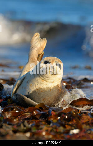 harbor seal, common seal (Phoca vitulina), young seal sprawling in the surf at comming high tide, Germany, Schleswig-Holstein, Heligoland Stock Photo