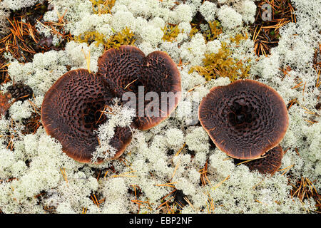 scaly tooth (Sarcodon imbricatus), four fruiting bodies on forest floor of a spruce haeth forest with reindeer lichen, Finland Stock Photo