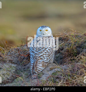 Snowy Owl (Strix scandiaca, Nyctea scandiaca, Bubo scandiacus), female resting on a dune, Netherlands Stock Photo