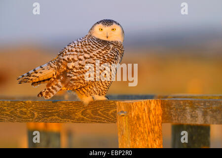 Snowy Owl (Strix scandiaca, Nyctea scandiaca, Bubo scandiacus), female resting on a wooden fence in evening light, Netherlands