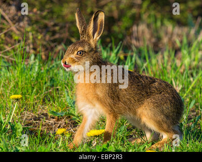 European hare, Brown hare (Lepus europaeus), young hare poking tongue out, Germany Stock Photo