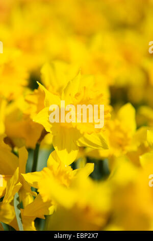daffodil (Narcissus spec.), blooming Stock Photo