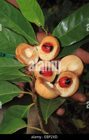 nutmeg, mace (Myristica fragrans), branch with opened fruits, Tanzania, Sansibar Stock Photo