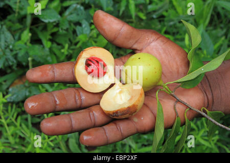 nutmeg, mace (Myristica fragrans), opened fruit in a hand Stock Photo