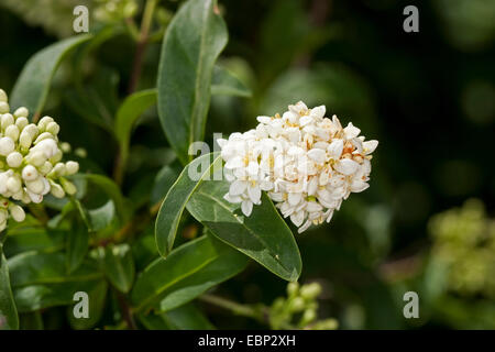 common privet, golden privet, wild privet, prim, European privet (Ligustrum vulgare), blooming, Germany Stock Photo