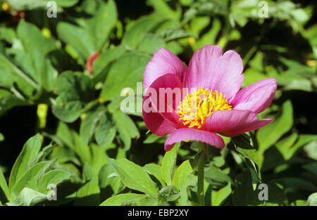 paeony (Paeonia officinalis), blooming, Germany Stock Photo