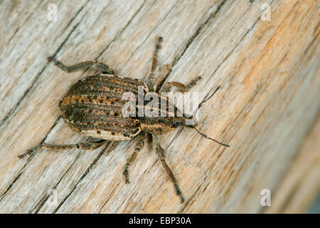 Clover leaf weevil, Sandy clover weevil (Donus zoilus, Hypera zoilus, Phytonomus punctatus, Antidonus zoilus, Brachypera zoilus), on deadwood, Germany Stock Photo