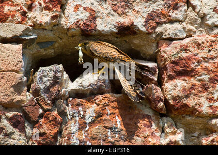 European Kestrel, Eurasian Kestrel, Old World Kestrel, Common Kestrel (Falco tinnunculus), with captured frog at the nesting place in a niche in the wall , France, Auvergne Stock Photo